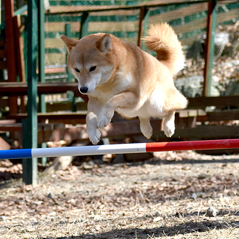 ジャンプしている犬