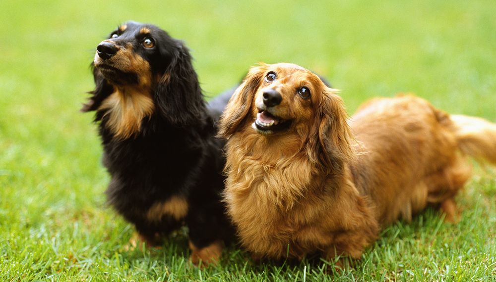 二匹の犬